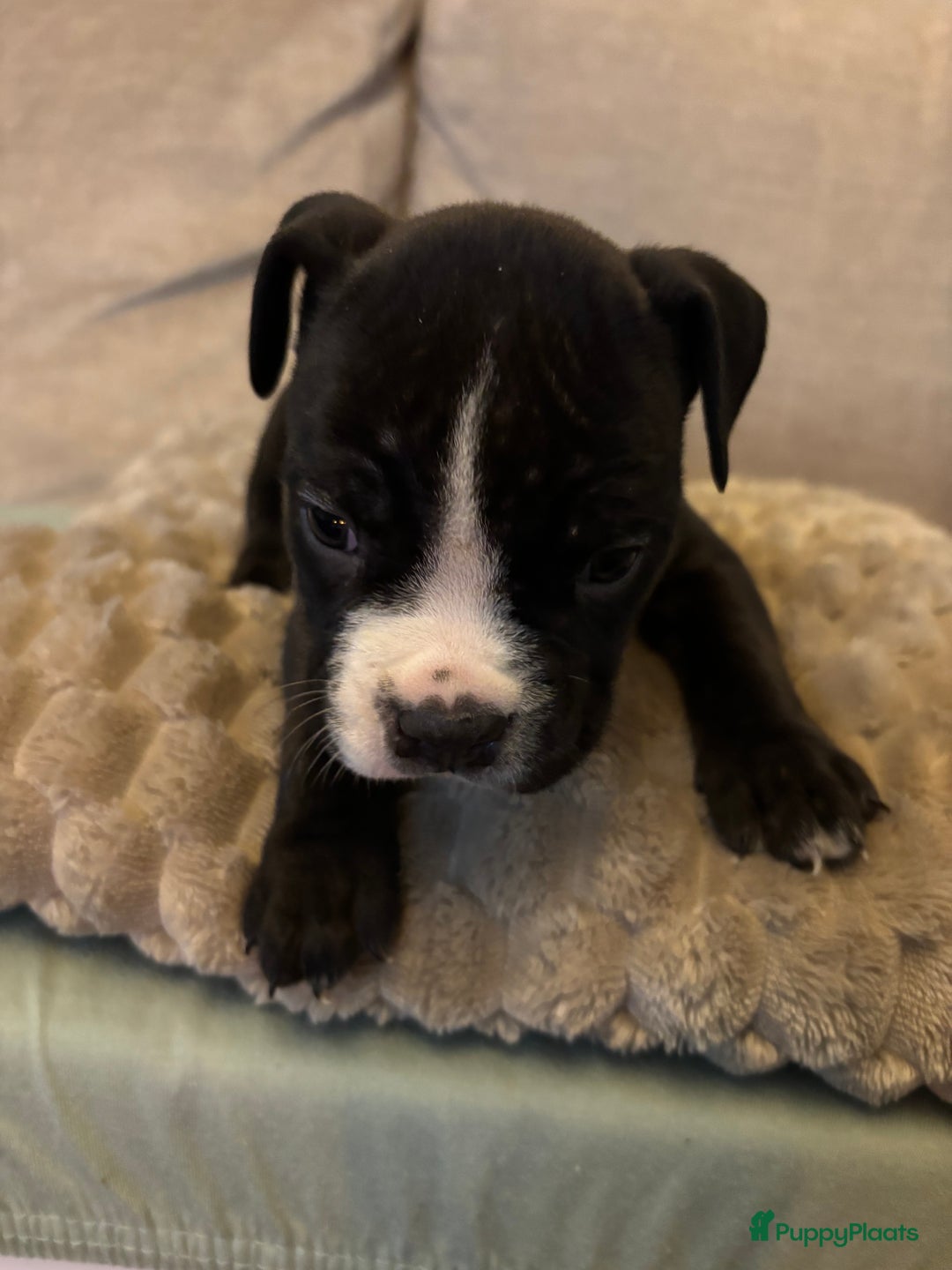 Amerikaanse Bully honden te koop: Amerikaanse bully xl - Advertentie 12