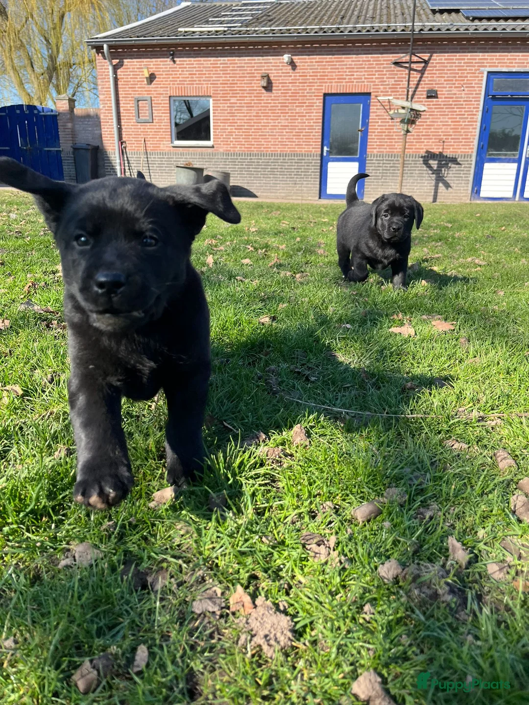 Labrador Retriever honden te koop: Labrador Retriever pups - Advertentie 2