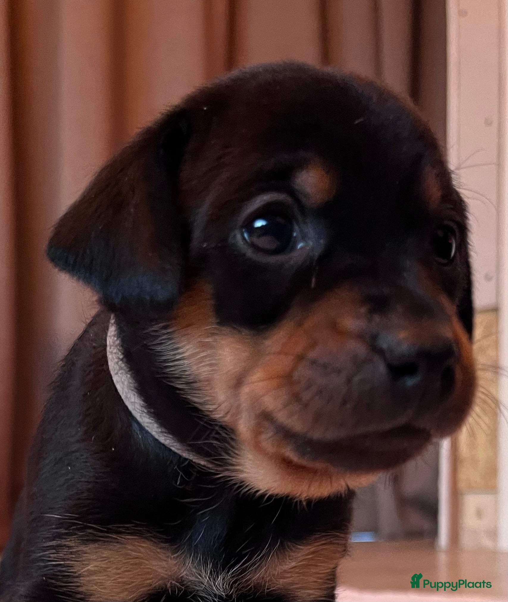 Kruising honden Carlin Pinscher Pups - Advertentie 2