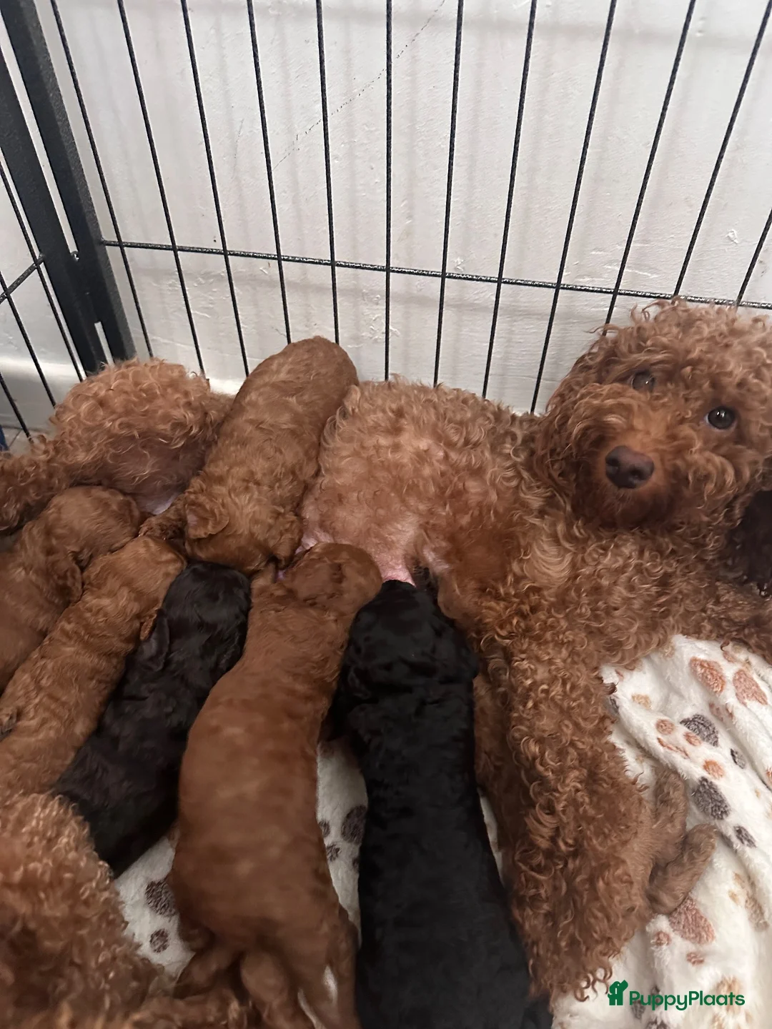 Poedel Toy honden te koop: Rode Toypoedel pups uit geteste ouders - Advertentie 10
