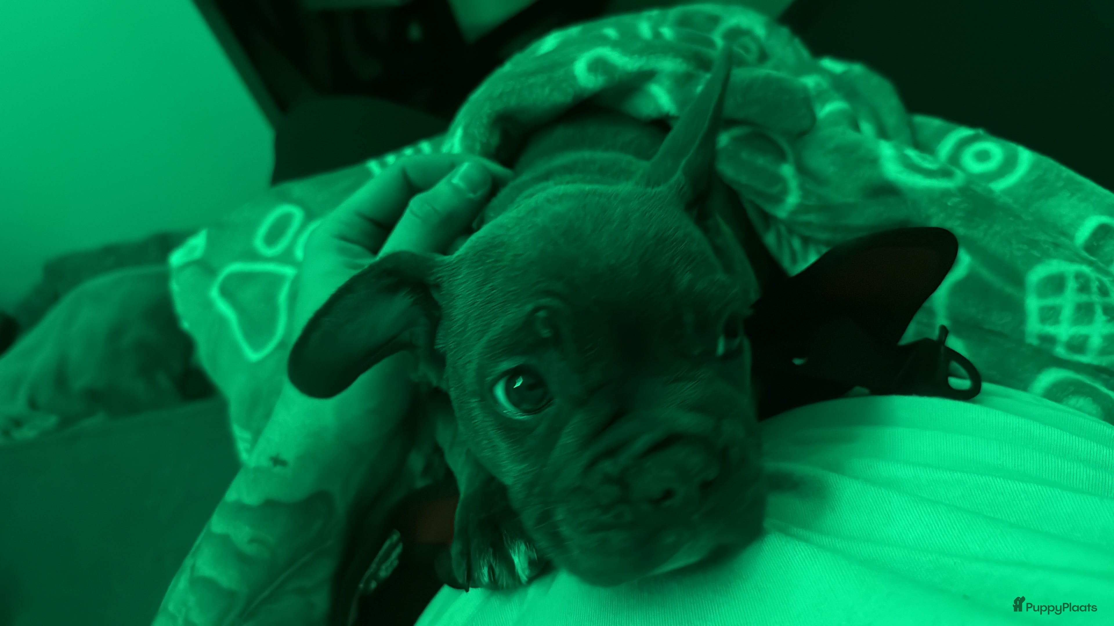 Franse Bulldog honden franse bulldog blue tan teefje - Advertentie 1