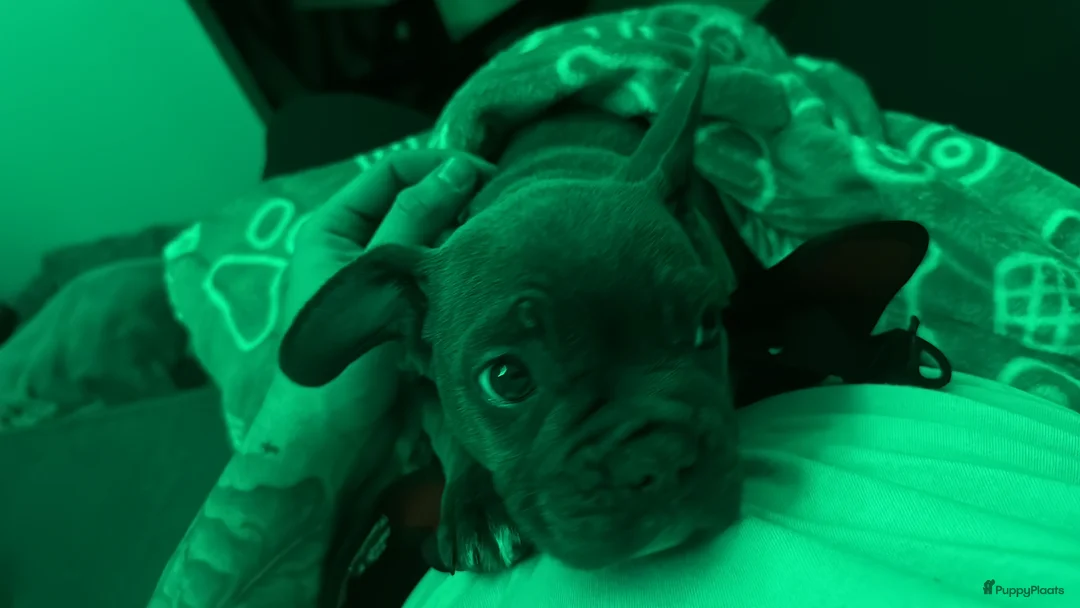 Franse Bulldog honden te koop: franse bulldog blue tan teefje - Advertentie 1