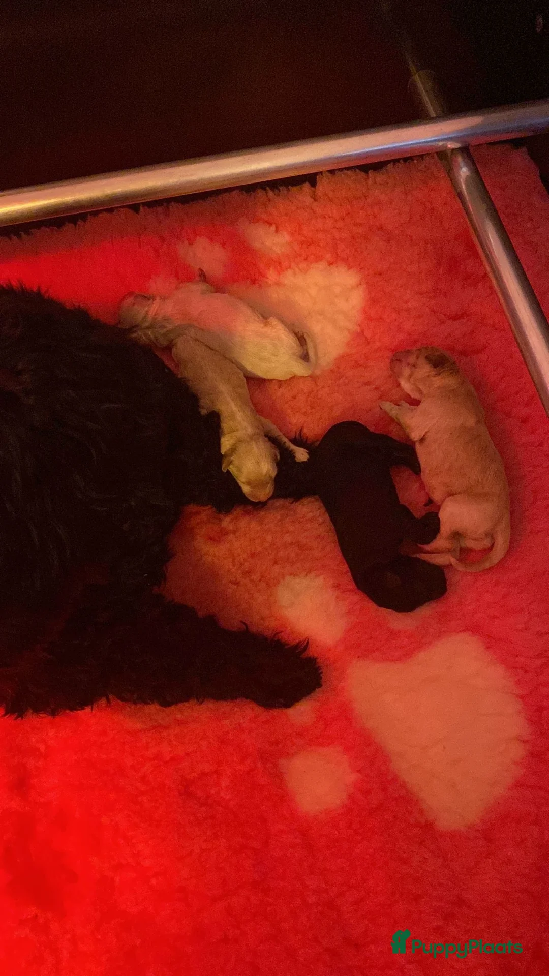 Labradoodle honden ter dekking: KNAPPE HALF AUSTRALIAN LABRADOODLE DEKREU PUK in Breda - Advertentie 28