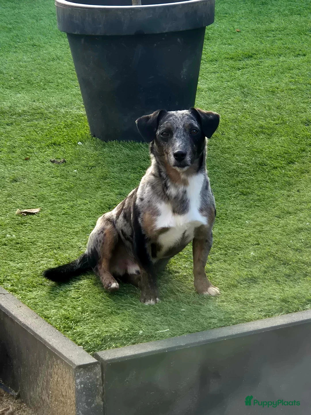Jack Russel Terriër honden ter dekking: Blue Merle Dekreu - Advertentie 2