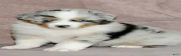 Australian Shepherd honden te koop: Australische herder pups - Advertentie 13