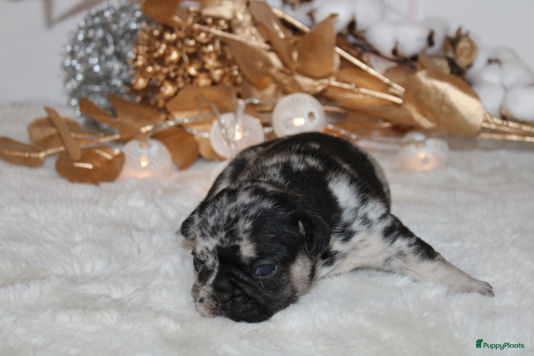 Franse Bulldog honden te koop: Franse Bulldog pups Lionheart Bloodline België  - Advertentie 4