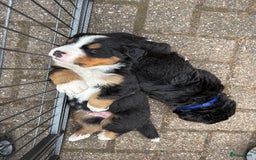 Berner Sennenhond honden te koop: Allerknapste Berner sennen pups (reutjes) in Woudenberg - Afbeelding 9