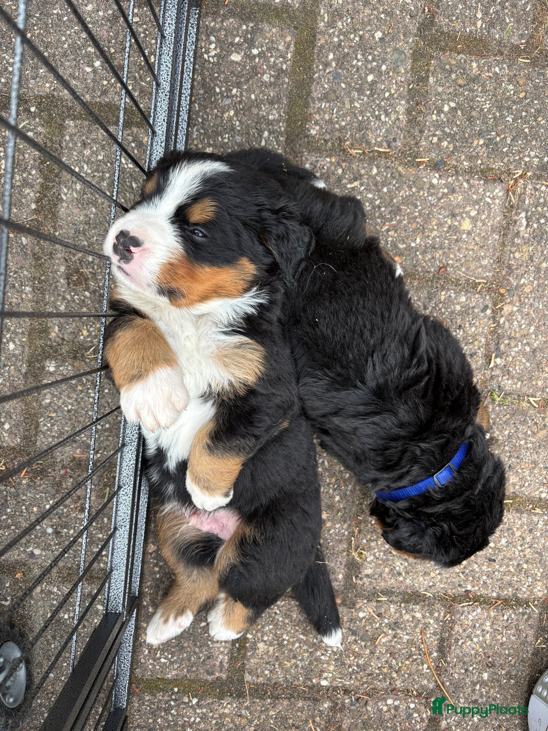 Berner Sennenhond honden te koop: Allerknapste Berner sennen pups (reutjes) in Woudenberg - Afbeelding 9