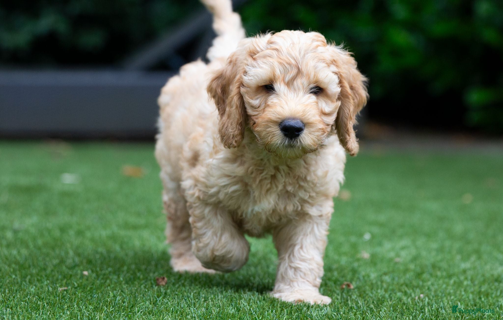 Australian Labradoodle honden Medium Australian Labradoodle puppy's - Advertentie 2