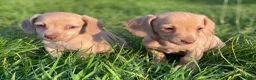 Kruising honden te koop: Kortharige teckels met vleugje chihuahua  - Advertentie 17