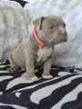 Amerikaanse Bully Puppy 7