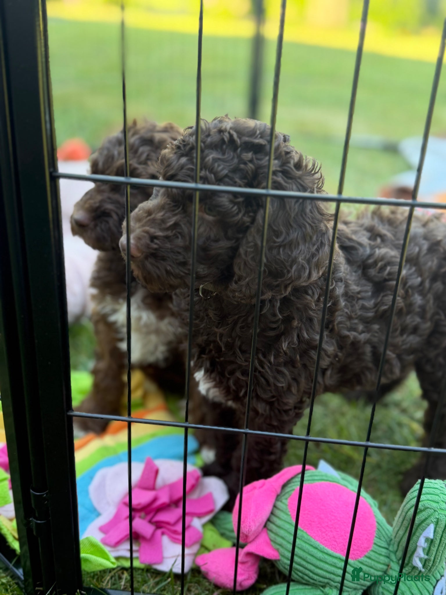 Australian Labradoodle honden Geweldig bruine medium Australian Labradoodle pups - Advertentie 2
