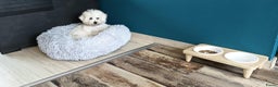 Bichon Frisé honden te koop: Koninklijke hond: Bichon Frisé met stamboom - Advertentie 9