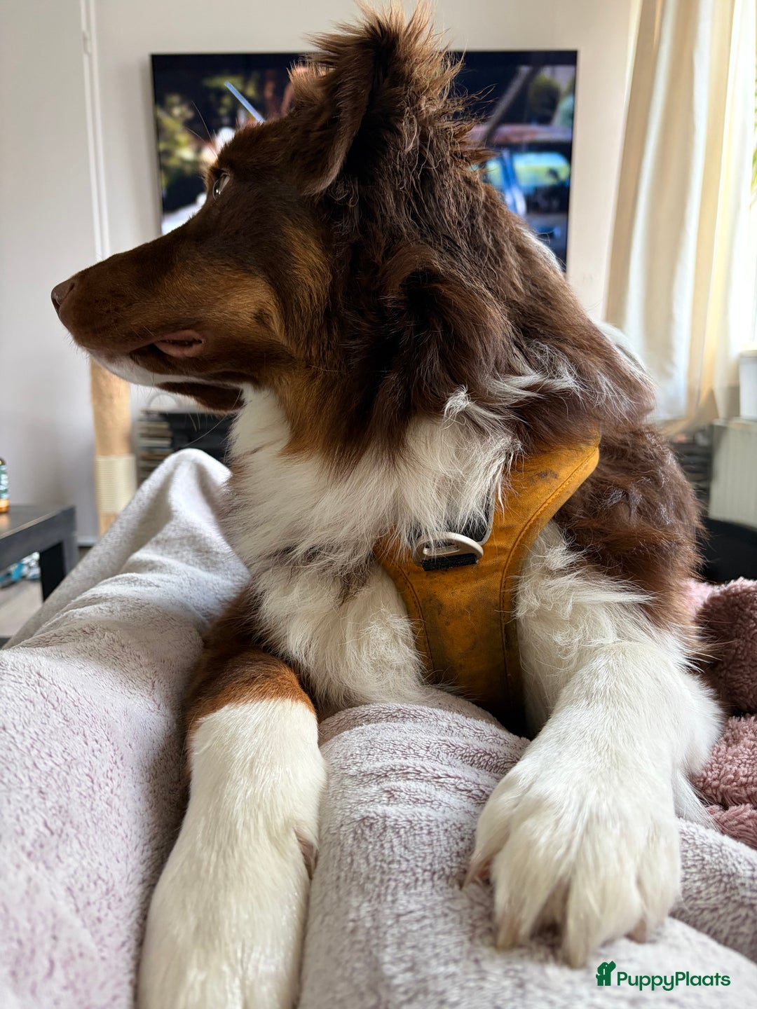 Australian Shepherd honden ter adoptie: Australian Shepherd Bobbi  - Advertentie 8