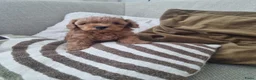 Poedel Toy honden te koop: Toy poedel - Advertentie 5