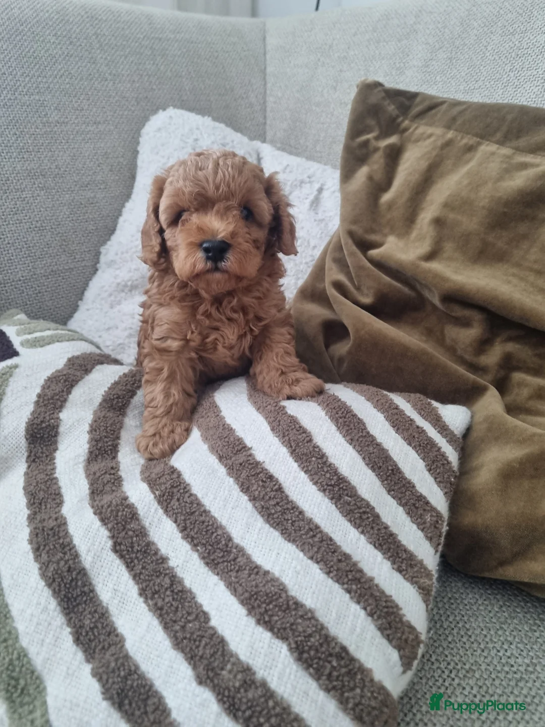 Poedel Toy honden te koop: Toy poedel - Advertentie 5