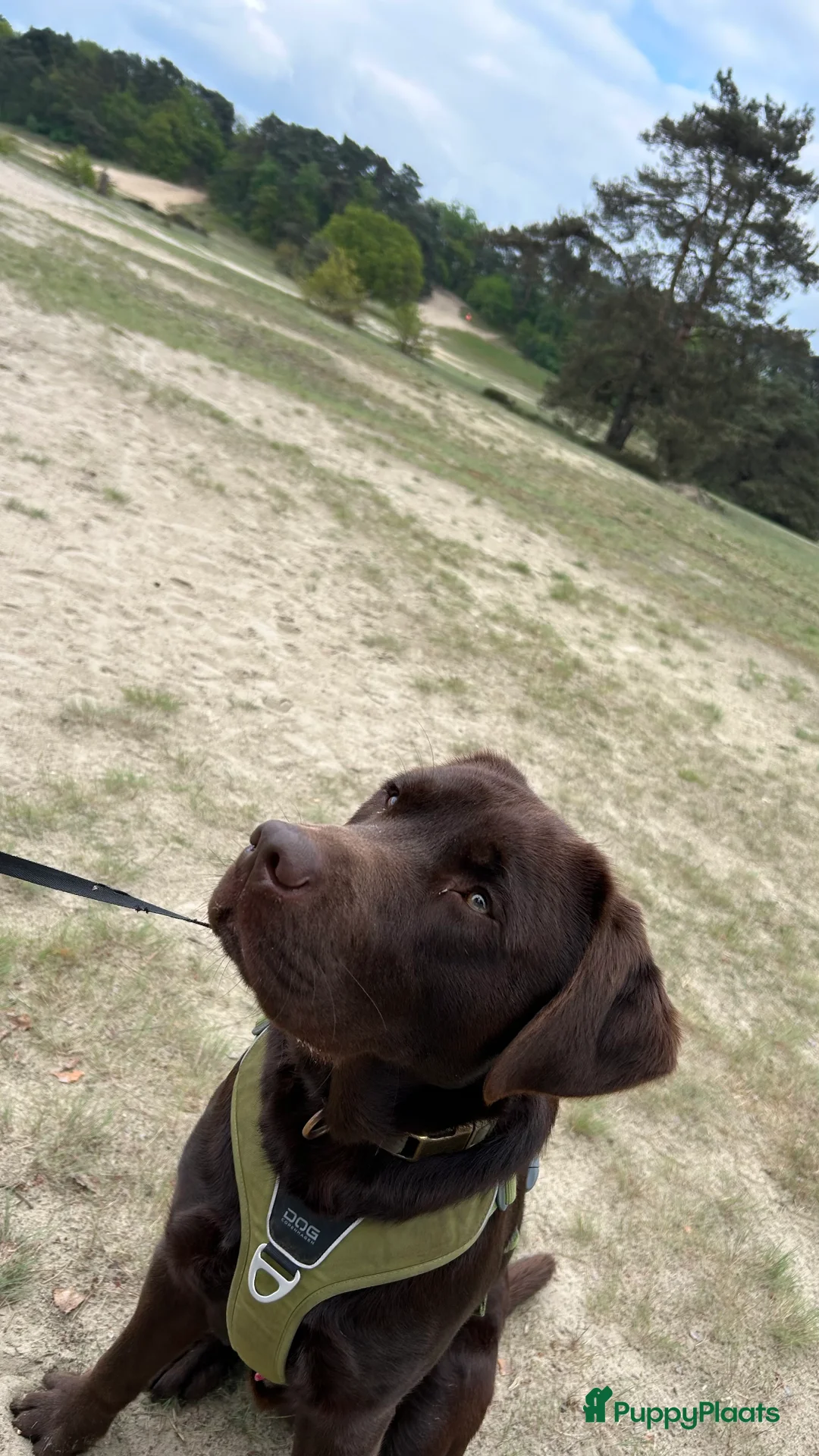 Labrador Retriever honden ter dekking: Mooie reu ter dekking aangeboden  - Advertentie 2