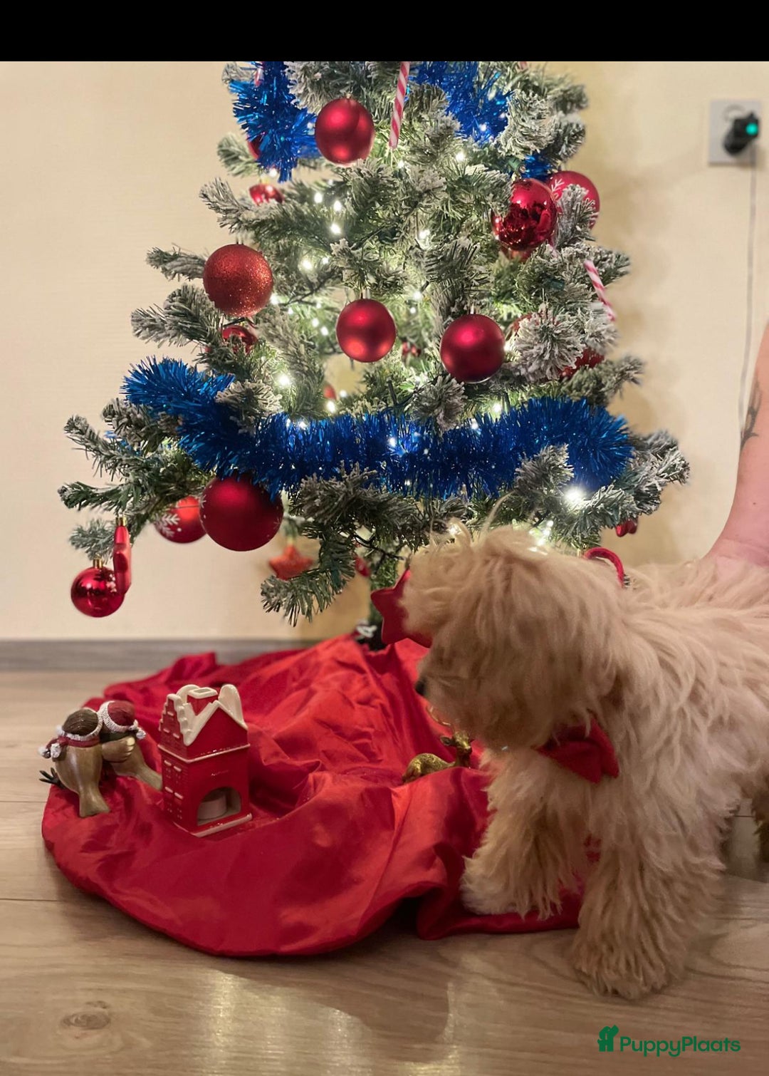 Maltipoo honden te koop: Herplaatsing F1 mini maltipoo - Advertentie 2