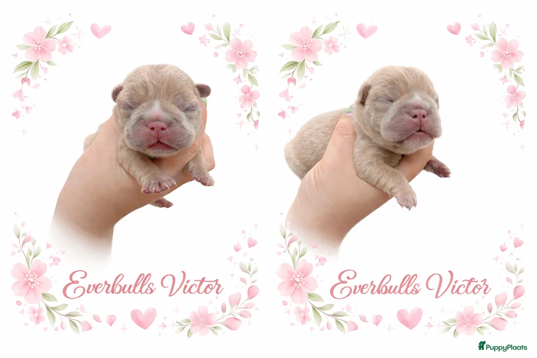 Franse Bulldog honden te koop: Franse Bulldog pups ❤️ - Advertentie 15