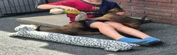 Border Terriër honden te koop: WESTFALEN TERRIER  ☆ UITVERKOCHT ☆ - Advertentie 2