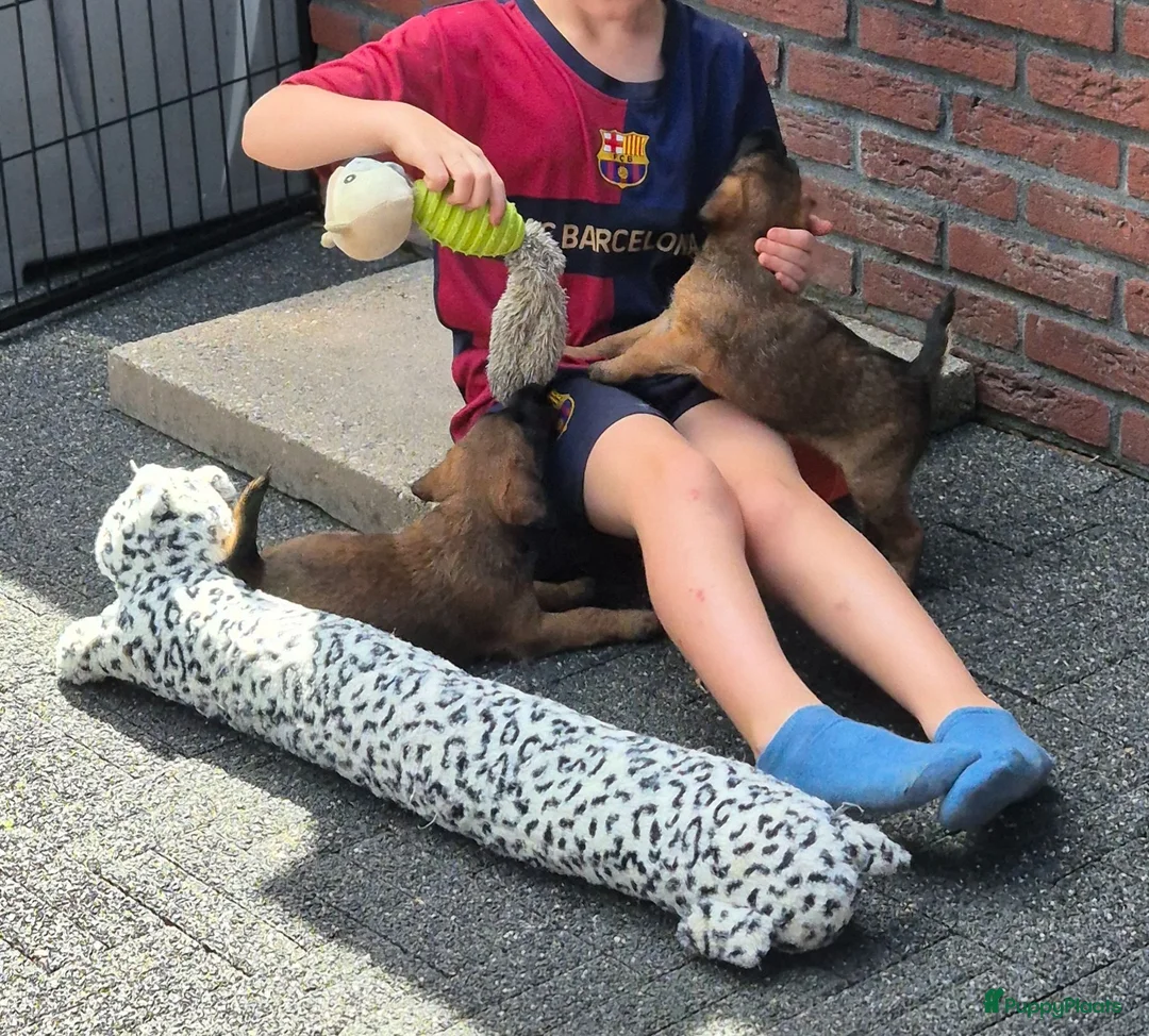 Border Terriër honden te koop: WESTFALEN TERRIER  ☆ UITVERKOCHT ☆ - Advertentie 2