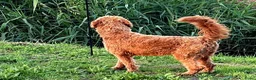 Goldendoodle honden ter dekking: Exclusieve Dekreu Beschikbaar – Milo - Advertentie 6