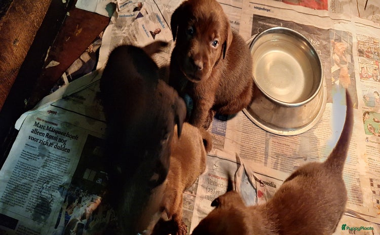 Labrador Retriever honden - Advertentie 2