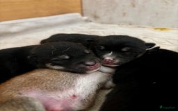 Shiba honden te koop: Shiba inu in Genk - Afbeelding 30