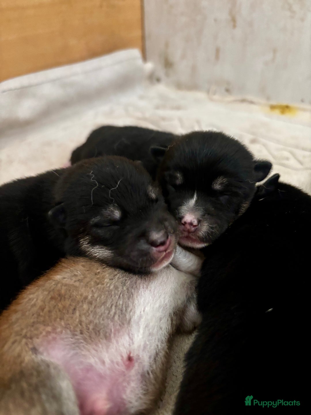 Shiba honden te koop: Shiba inu in Genk - Afbeelding 30