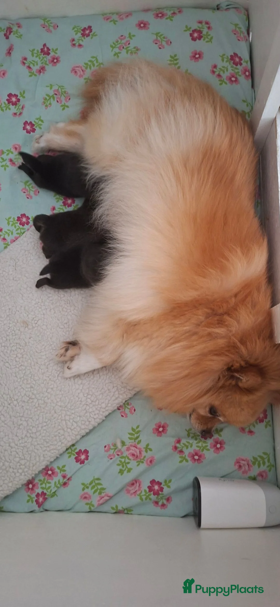 Pomeriaan honden te koop: Pomeriaan puppy  - Advertentie 2