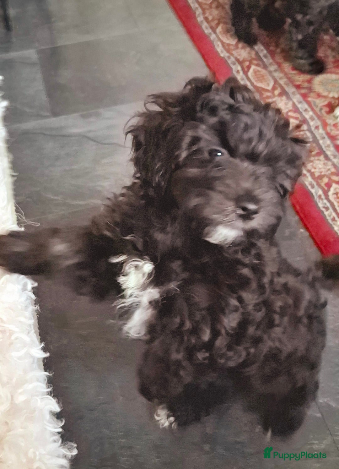 Maltipoo honden te koop: Moos & Pepper - Advertentie 3