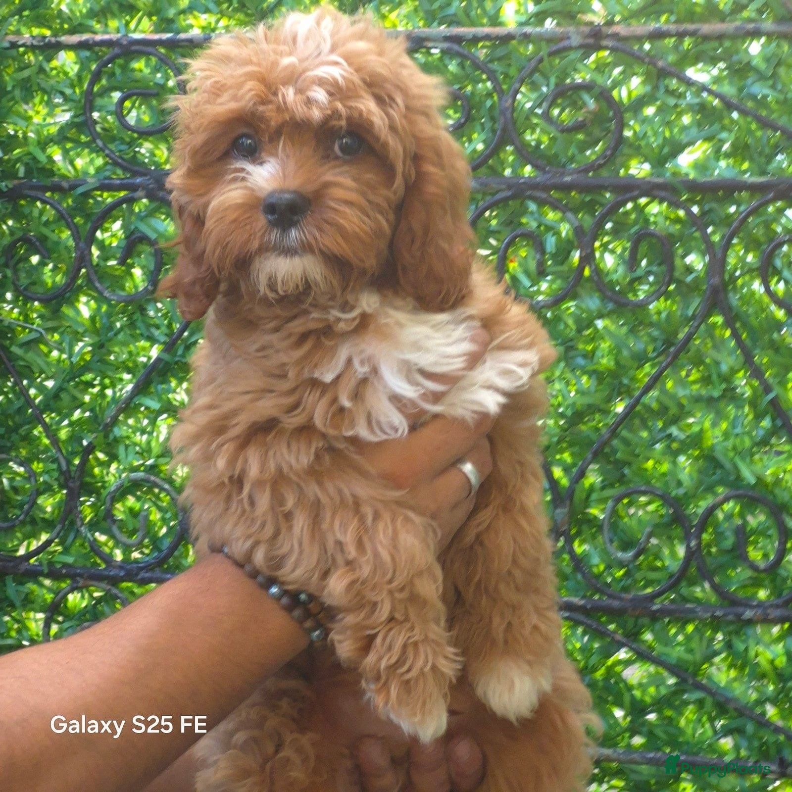 Cavapoo honden Cavapoo Pups - Advertentie 6