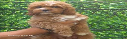 Cavapoo honden te koop: Cavapoo Pups - Advertentie 1