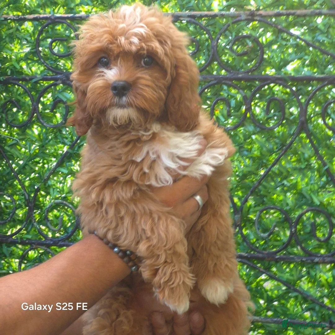 Cavapoo honden te koop: Cavapoo Pups - Advertentie 1