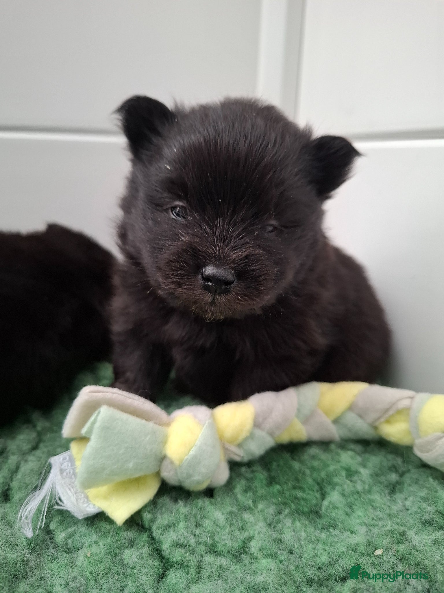 Pomeriaan honden Dwergkeesjes 2 reutjes zwart (1tje met wat tan) - Advertentie 2