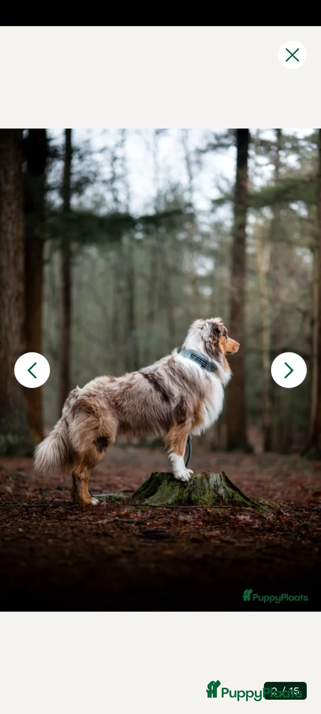 Kruising honden te koop: Mix Mechelse Herder X Australian Shepherd Puppy's  - Advertentie 2