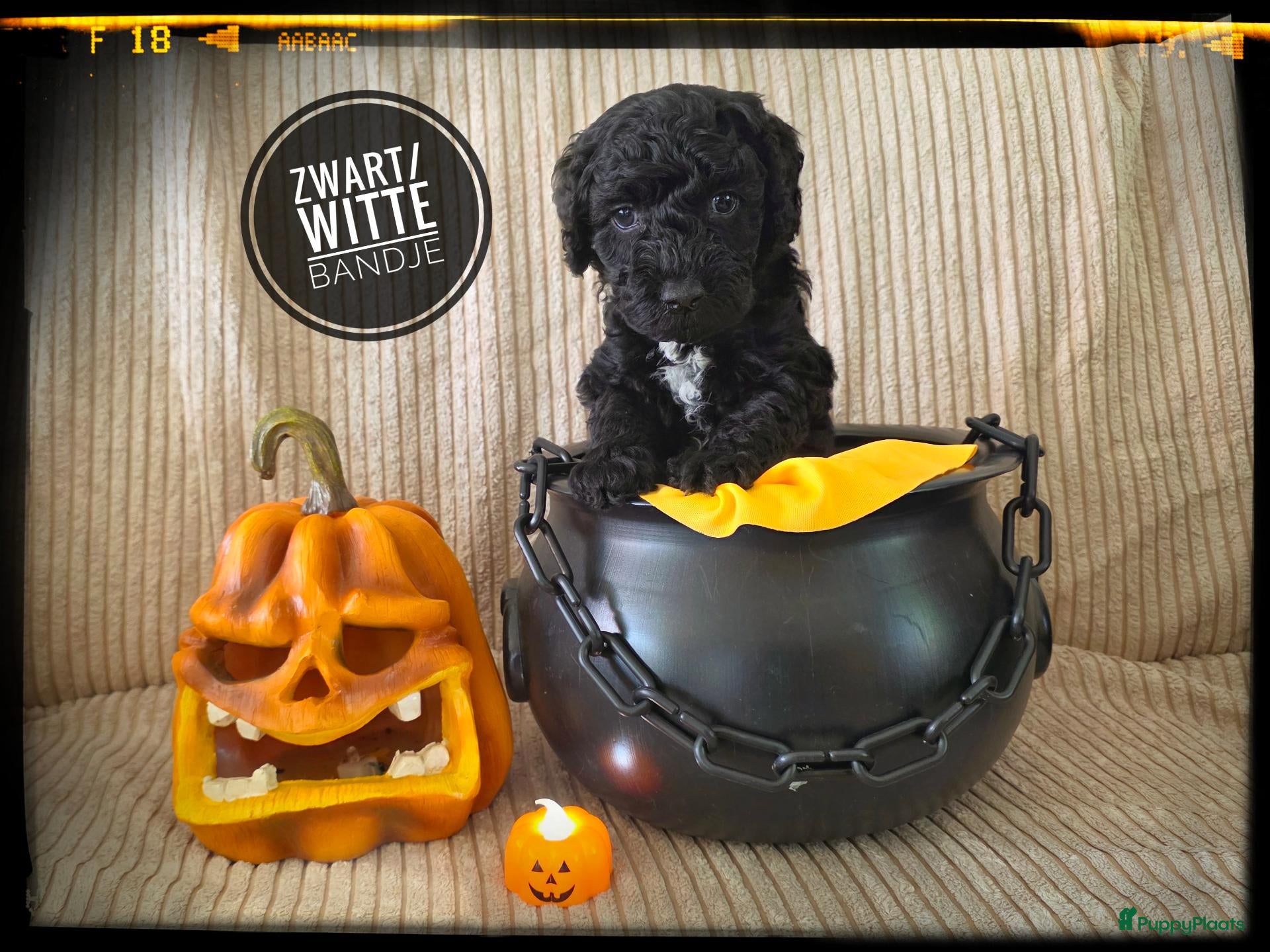 Labradoodle honden Mini labradoodle pups - Advertentie 2