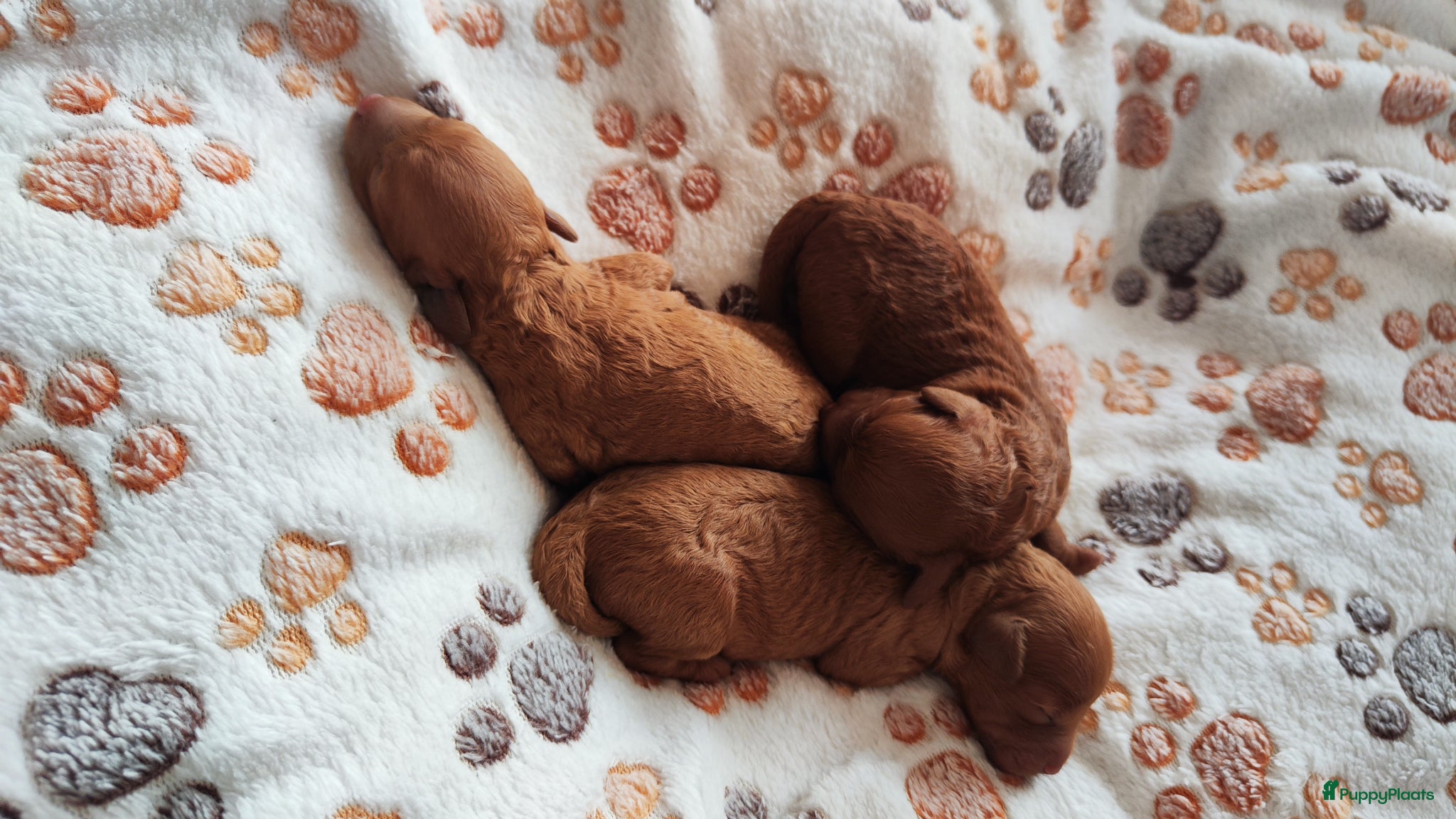 Poedel honden Dwergpoedelpups mini - Advertentie 1