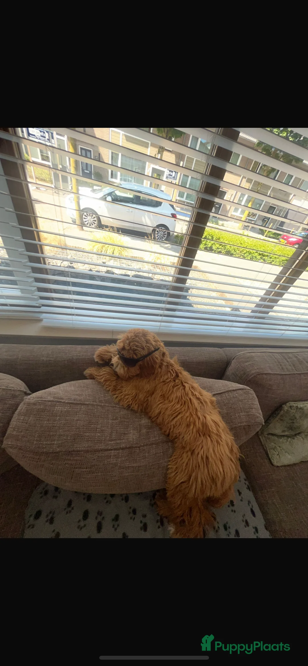 Australian Labradoodle honden te koop: Medium Australian Labradoodle pup nestaankondiging - Advertentie 25