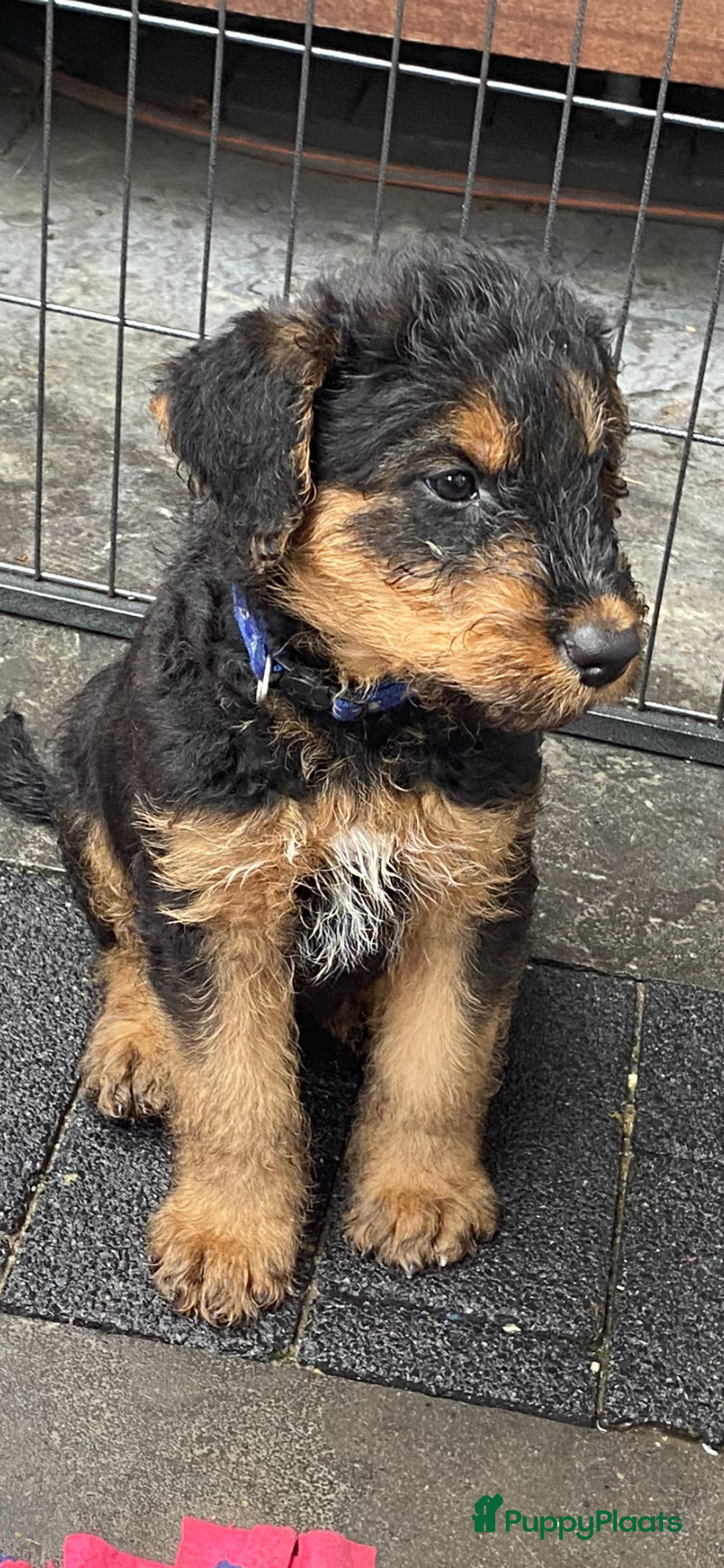Airedale Terriër honden te koop: Airedale terriër pups  - Advertentie 17