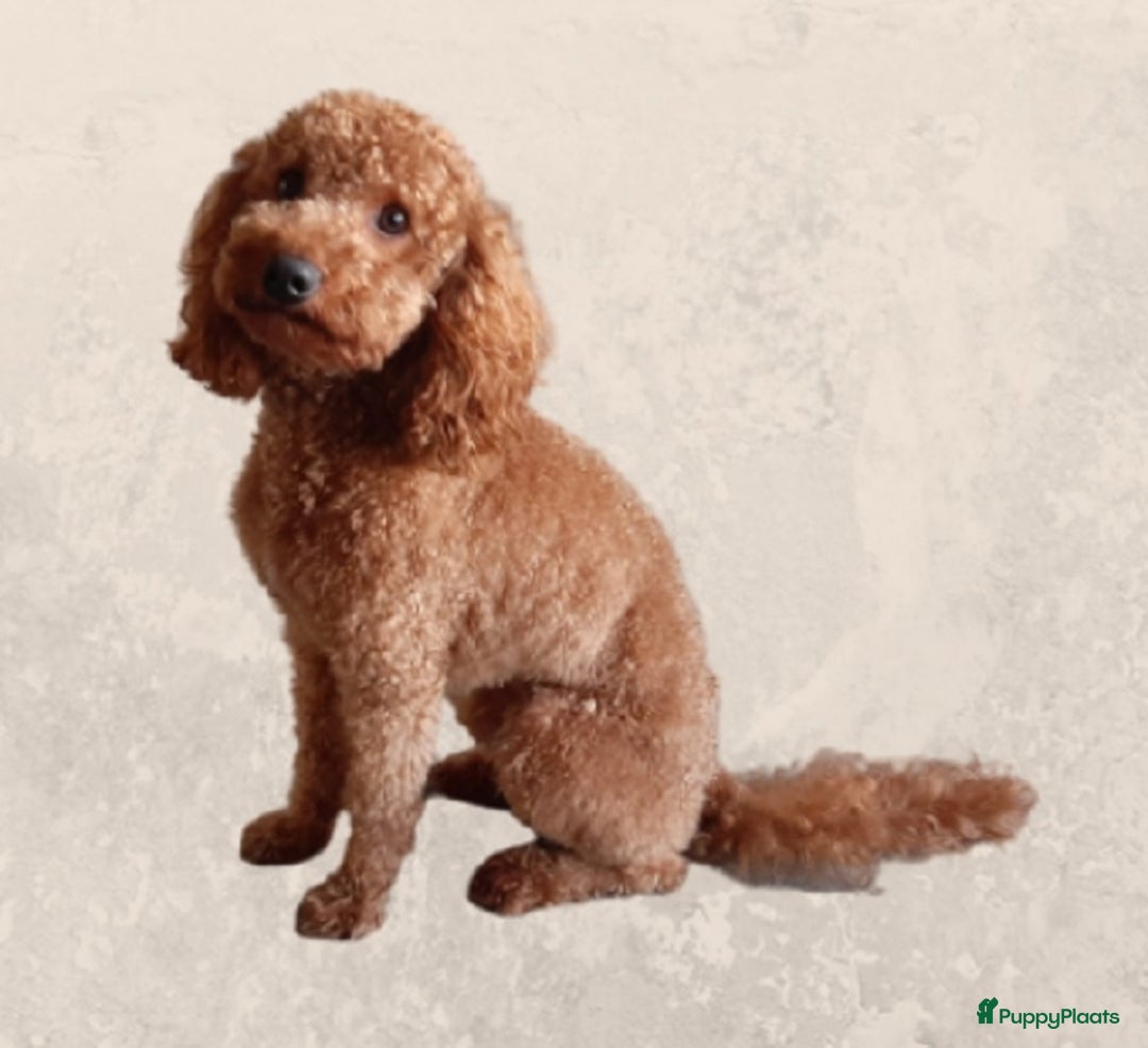 Cockapoo honden te koop: Cockapoo herhaalnestje in Kessel - Afbeelding 10