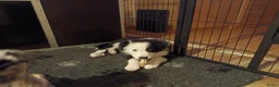 Border Collie honden te koop: Nog 1 reutje beschikbaar uit nest van 5 - Advertentie 10