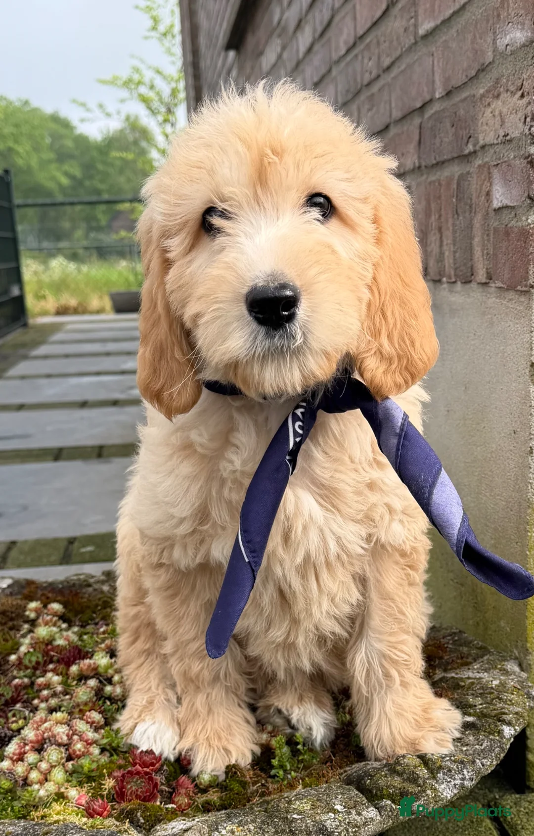 Labradoodle honden te koop: Labradoodle medium pups. Mogen ook naar Belgie. - Advertentie 1