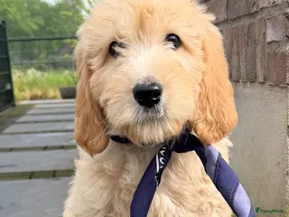 Labradoodle honden te koop: Labradoodle medium pups. Mogen ook naar Belgie. - Advertentie 1