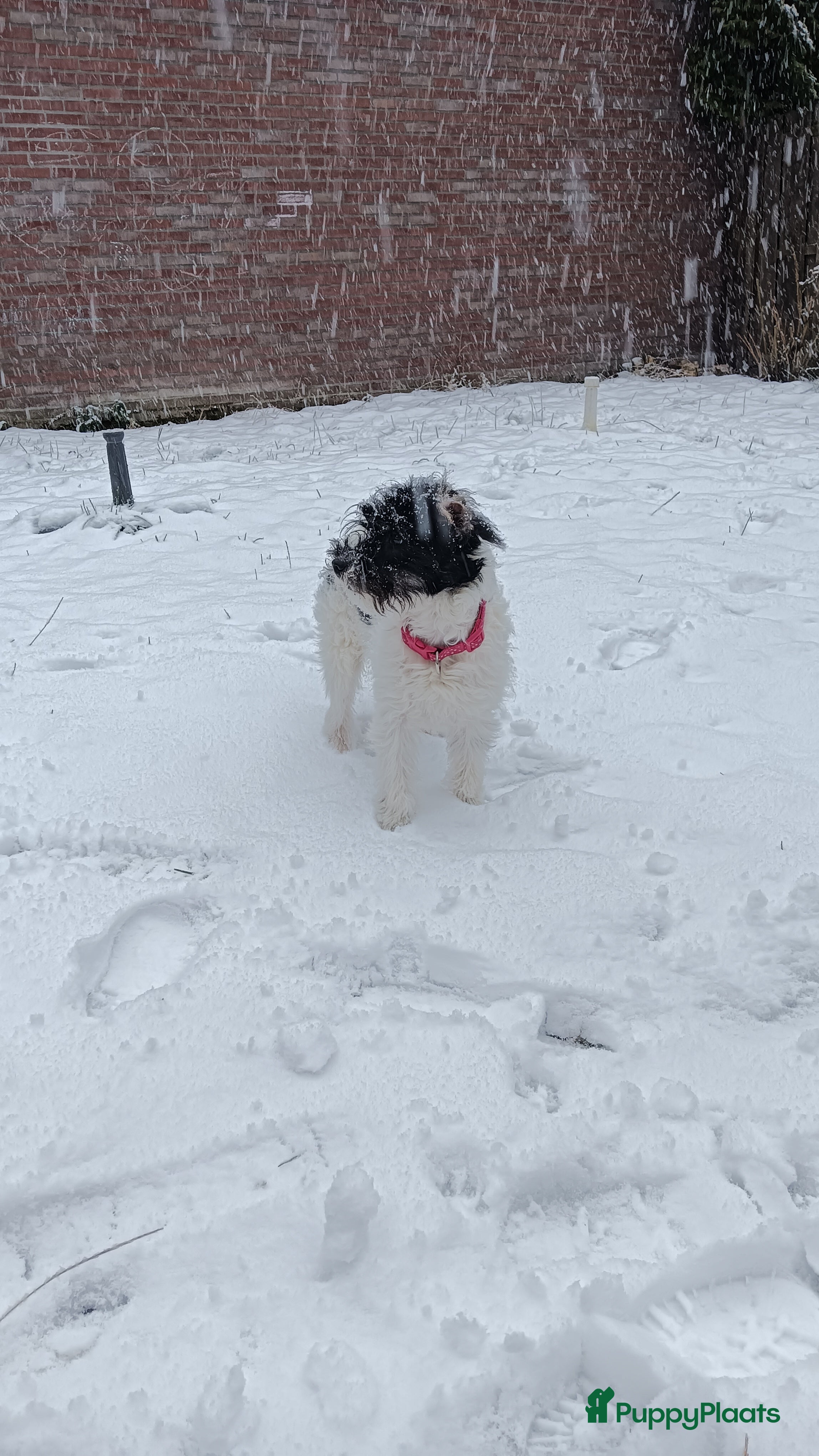 Kruising honden Maltipoo pup - Advertentie 5