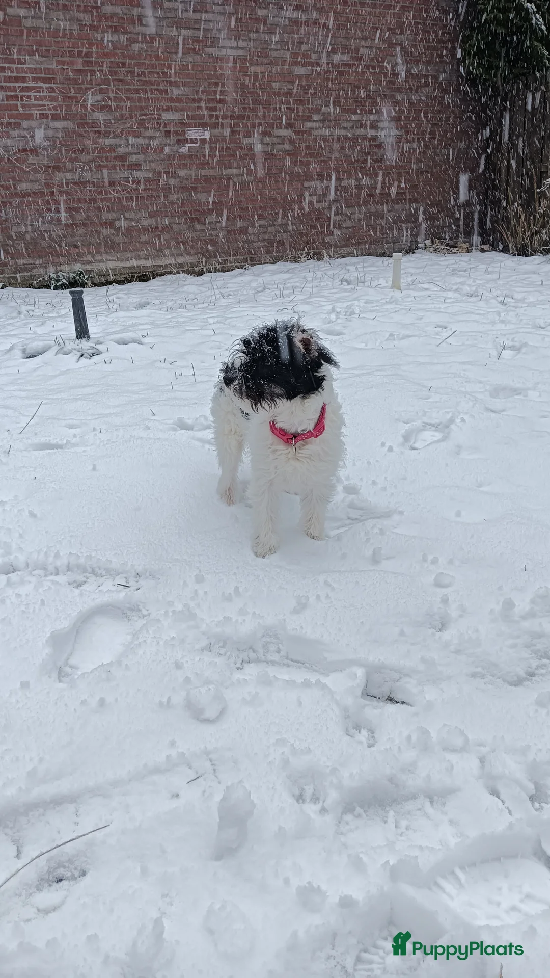 Kruising honden te koop: Maltipoo pup - Advertentie 1