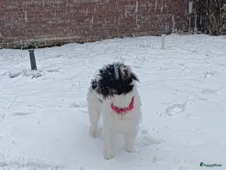 Kruising honden Maltipoo pup - Advertentie 5