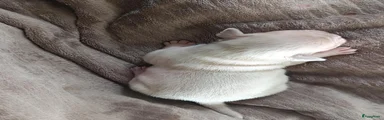 Franse Bulldog 2