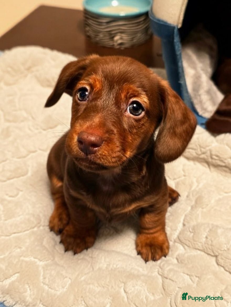 Teckel (korthaar)  honden Kortharige Dwergteckel puppy’s beschikbaar - Advertentie 2