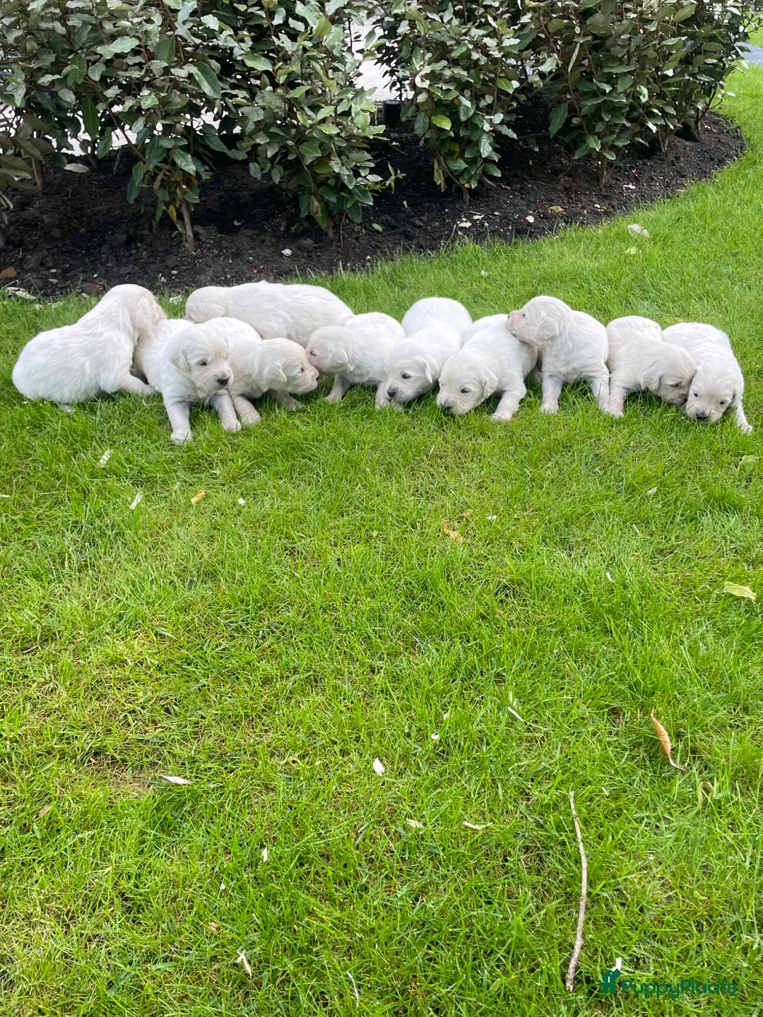 Golden Retriever honden te koop: Prachtige golden retriever pups te koop - Advertentie 1